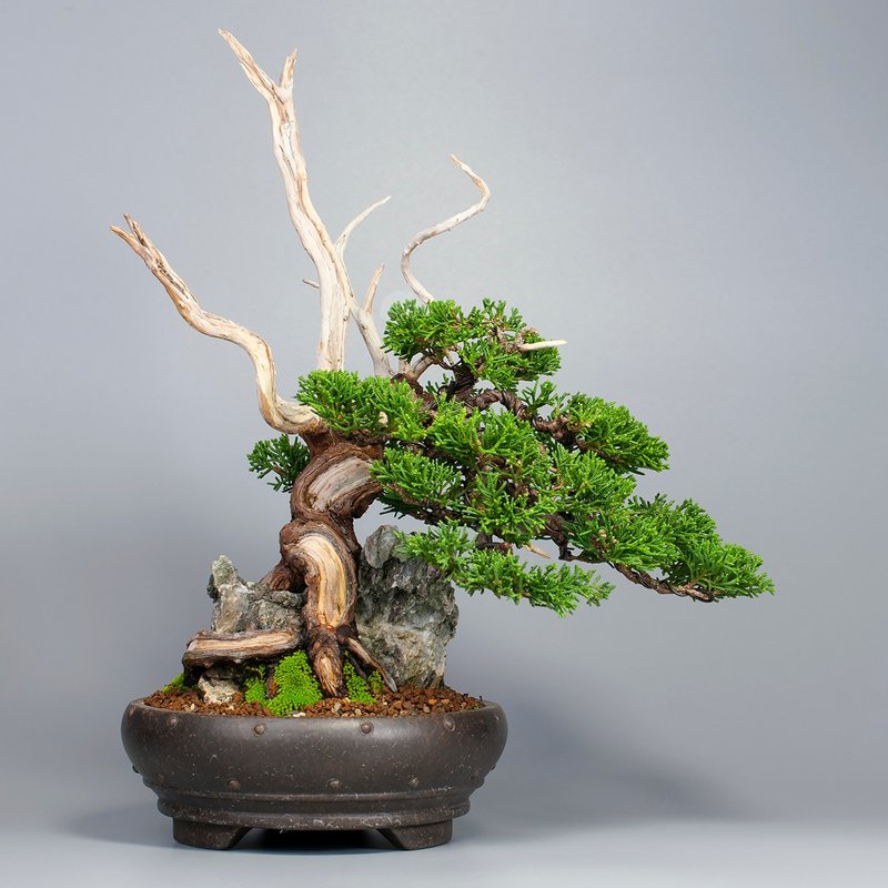 【附石盆景/日本龙眼石】系鱼川真柏 精品盆栽 送礼推荐 - 植栽/盆栽 - 植物．花 