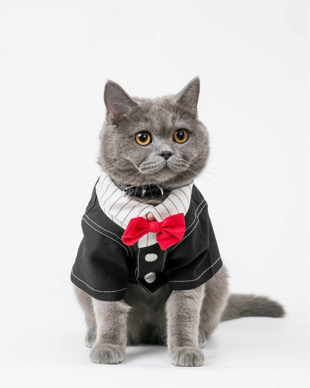 狗狗猫咪宠物衣服礼服西装 - 衣/帽 - 棉 黑色