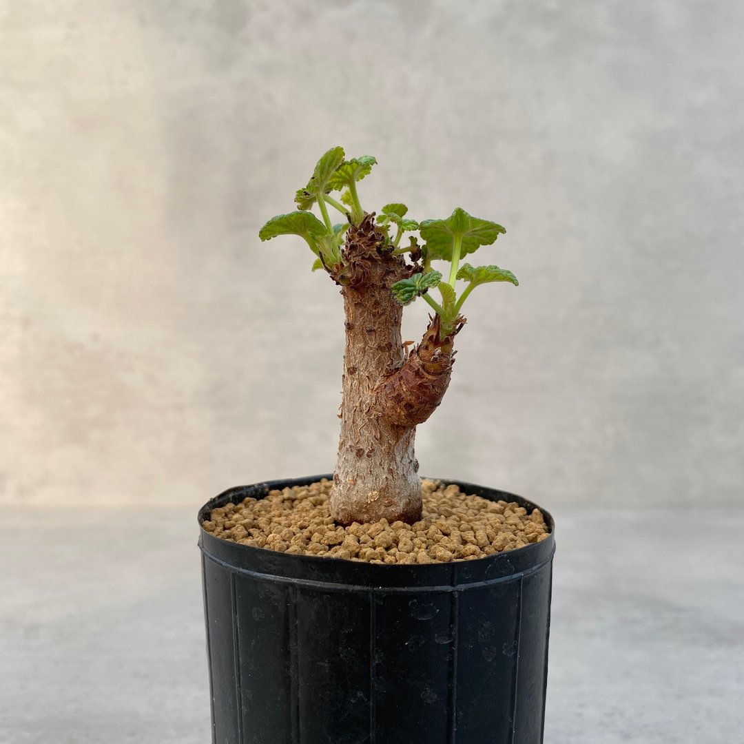 哈圣海莲娜天竺葵 | 牻牛儿苗科 | 多肉 块根 |  P.cotyledonis - 植栽/盆栽 - 植物．花 
