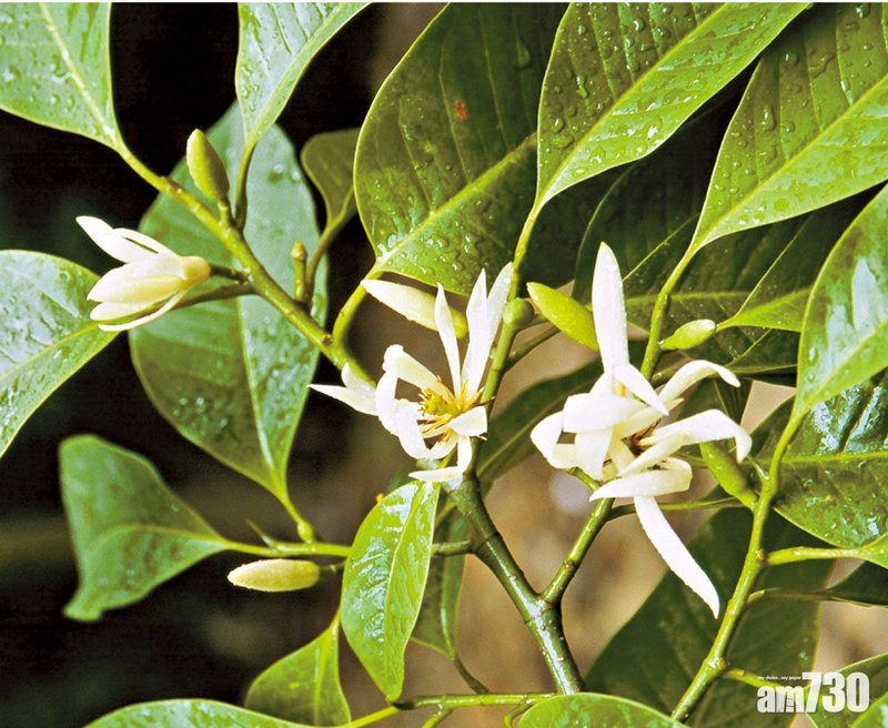 【天然纯精油】白兰花原精 (扩香用) | 本土 放松 | 香港蒸馏所 - 香薰/精油/线香 - 浓缩/萃取物 透明