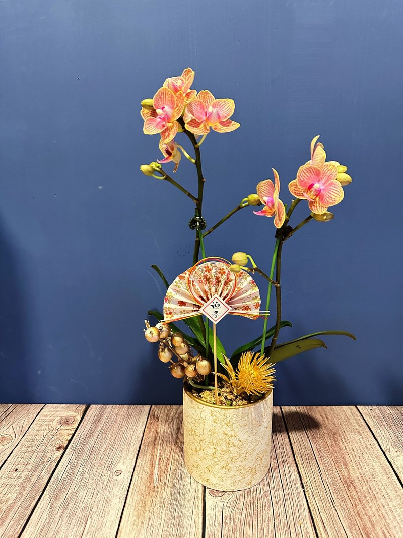 小桔温柔橘黄蝴蝶兰过年花 - 植栽/盆栽 - 植物．花 粉红色