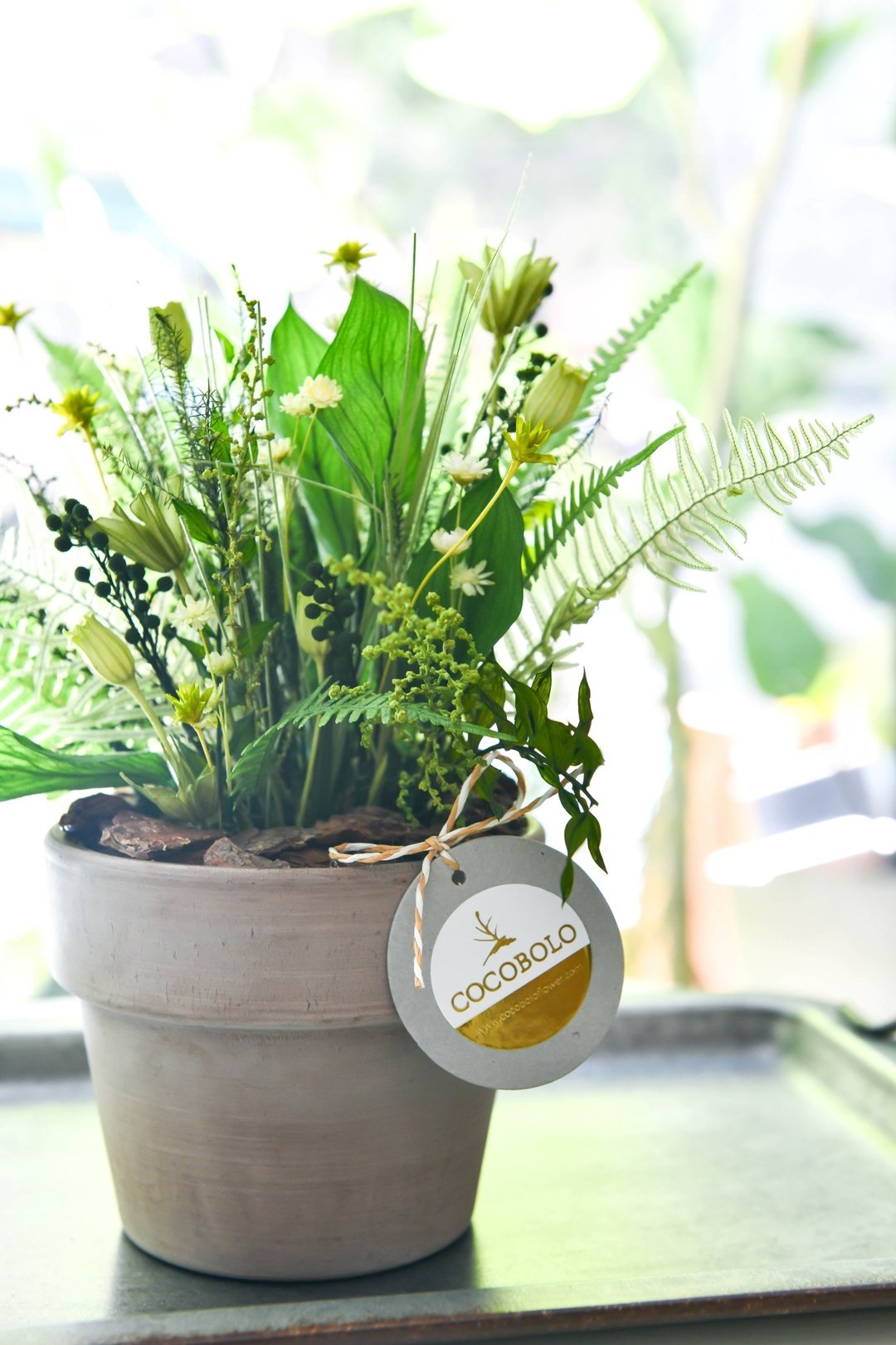 野草的后来│Preserved Potted Plant - 植栽/盆栽 - 植物．花 