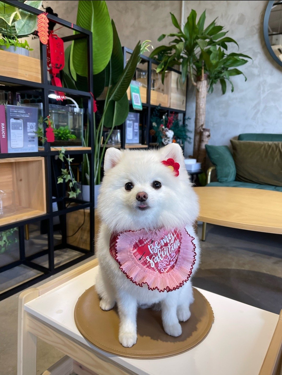 现货 Be My Valentine 情人节 Happy Valentine's Day 宠物围巾 - 项圈/牵绳 - 棉．麻 粉红色