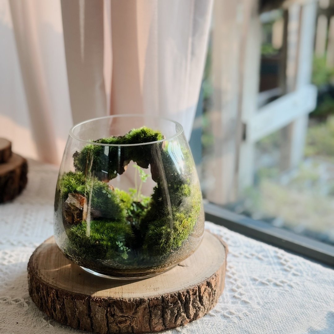 【一物一拍】别有洞天 苔藓缸∣疗愈盆栽 居家装饰 创意礼物 - 植栽/盆栽 - 植物．花 绿色