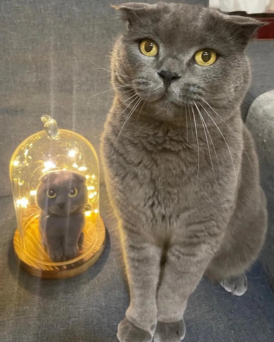 【定制化羊毛宠物公仔】拟真宠物 猫猫 狗狗 - 订制抱枕/饰品 - 羊毛 
