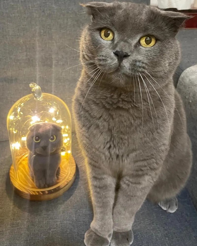 【定制化羊毛宠物公仔】拟真宠物 猫猫 狗狗 - 订制抱枕/饰品 - 羊毛 