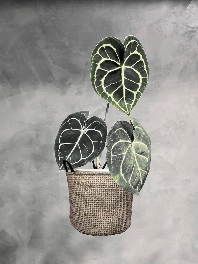 BLR 植栽置物袋 麻布 CZ06 植物提袋 - 植栽/盆栽 - 聚酯纤维 卡其色