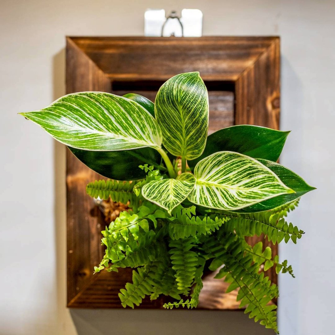 植物上板 铂金蔓绿绒加波士顿蕨 相框上板植物 木板 挂饰 板植 - 植栽/盆栽 - 其他材质 