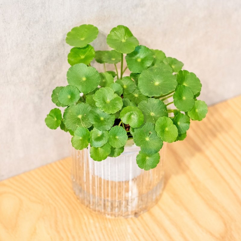 金钱草 免浇水盆栽 室内植物 观叶植物  礼物 办公室小物 - 植栽/盆栽 - 植物．花 