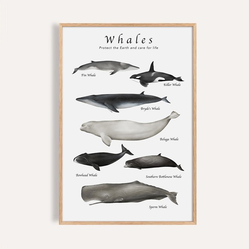 探索鲸鱼 Whales of Wonder / 画芯 海报 无框画 客厅挂画 装饰画 - 海报/装饰画/版画 - 纸 