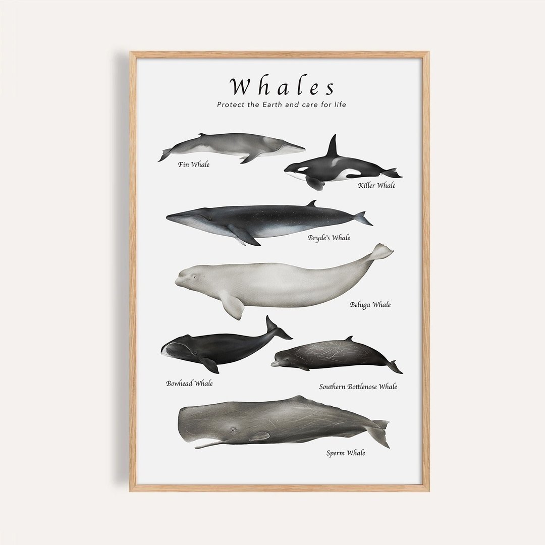 探索鲸鱼 Whales of Wonder / 海洋动物插画 卧室挂画 - 海报/装饰画/版画 - 纸 