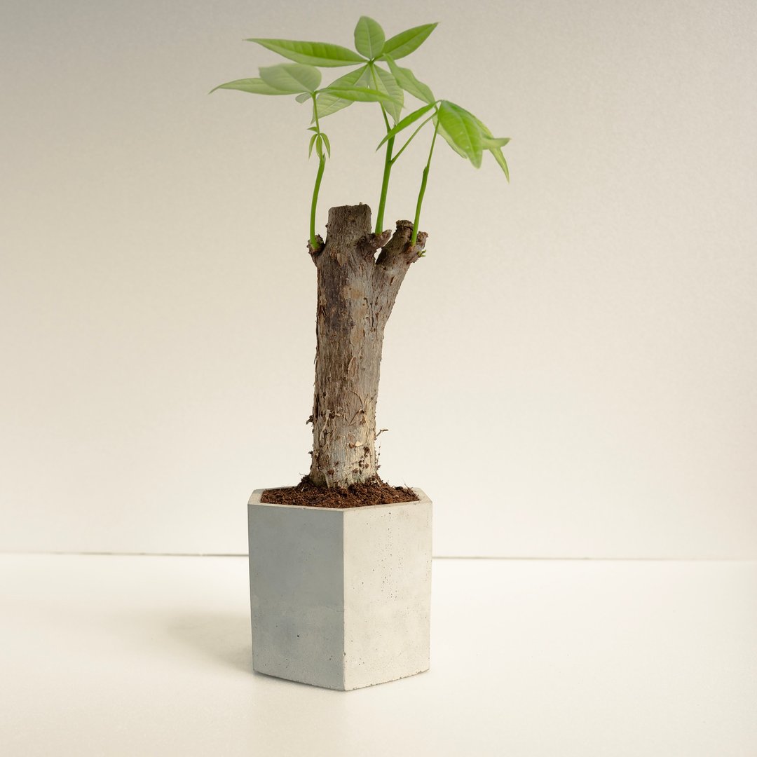 马拉巴栗│泥作系列│福所栽 - 植栽/盆栽 - 水泥 绿色