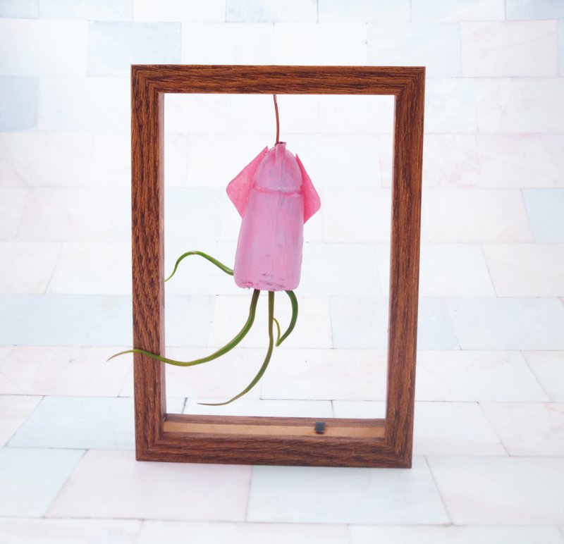 台中 海洋系空气凤梨 (一人成团) - 植栽 - 植物．花 