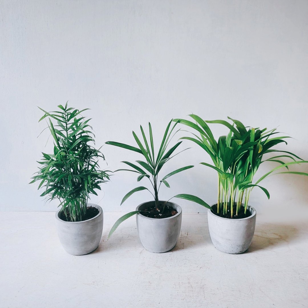 猫咪友善套装 袖珍椰子 细叶棕榈 黄椰子 水泥盆 - 植栽/盆栽 - 水泥 
