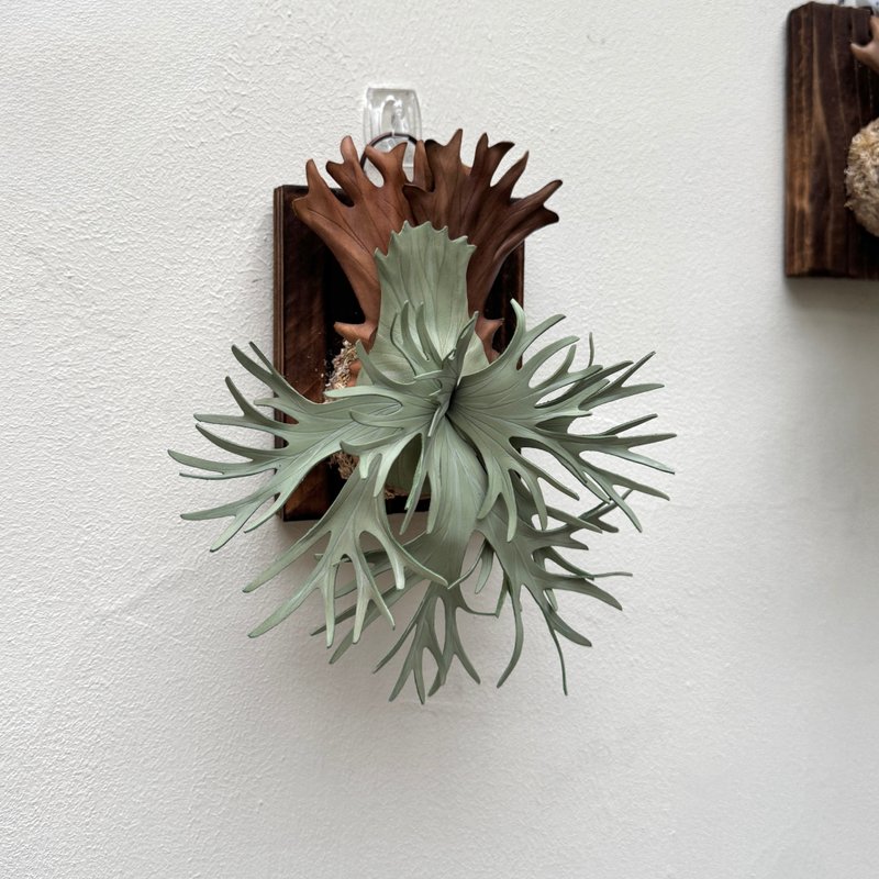 P. Uncia 雪豹_皮革鹿角蕨 - 摆饰 - 真皮 