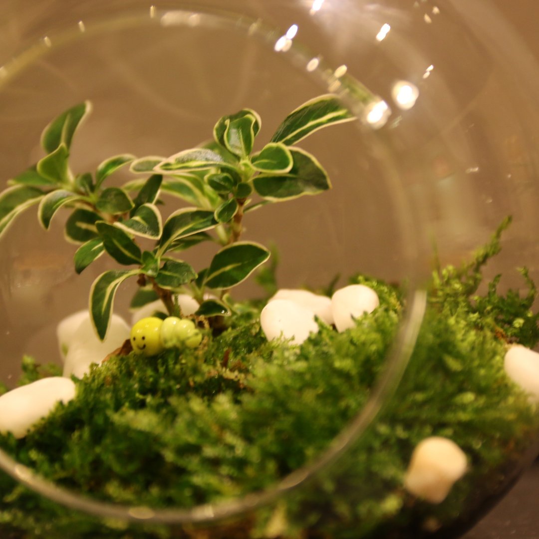 中型植物生态瓶 微观植物材料包 - 植栽/盆栽 - 植物．花 