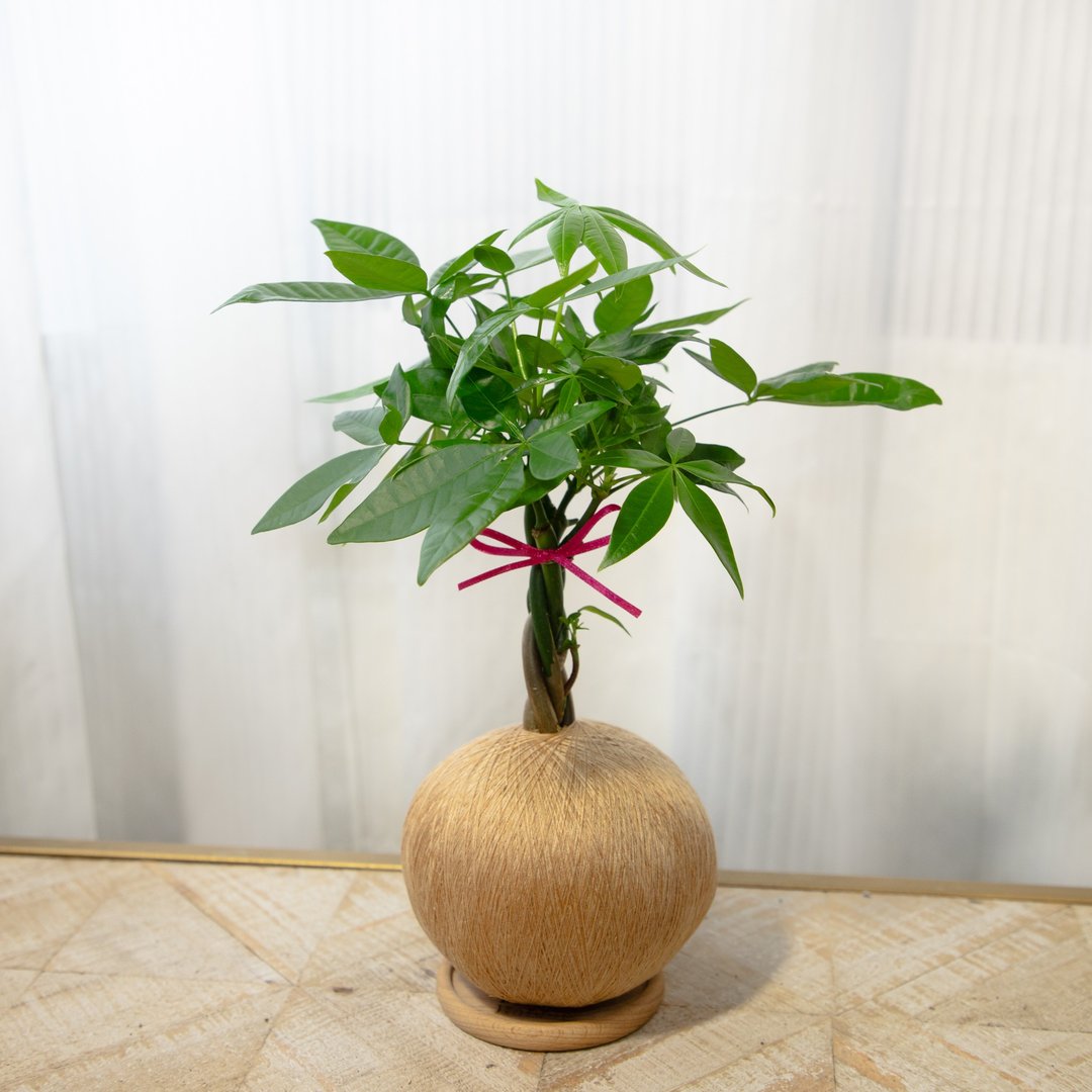 马拉巴栗 / 发财树 手作植栽苔球 - 植栽/盆栽 - 植物．花 