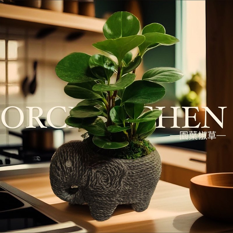 【海岛风大象造型】园叶椒草 桌上型盆栽 独家限量 开幕送礼新居 - 植栽/盆栽 - 陶 