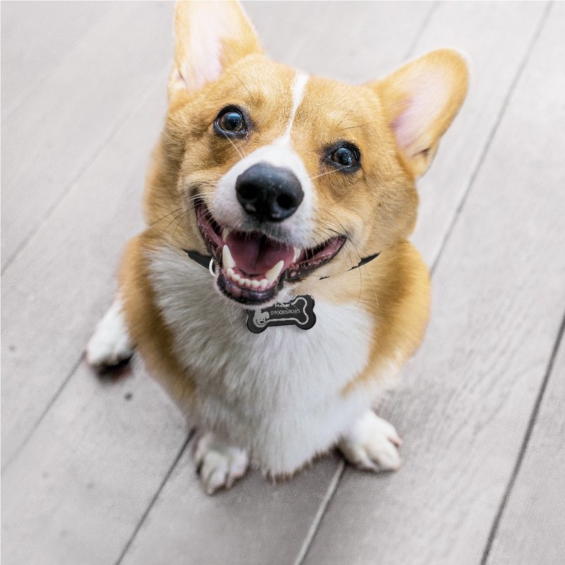 定制化 汪星人系列 宠物骨头造型吊牌  柴犬 狗 猫 吊牌 - 项圈/牵绳 - 其他金属 黑色