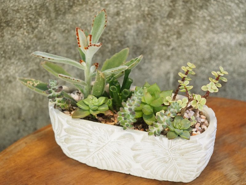 栩栩如生植感盆栽 - 植栽/盆栽 - 植物．花 绿色