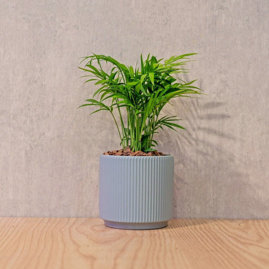 袖珍椰子 莫兰迪色系直纹陶盆 室内植物 观叶植物 礼物 盆栽 - 植栽/盆栽 - 植物．花 蓝色
