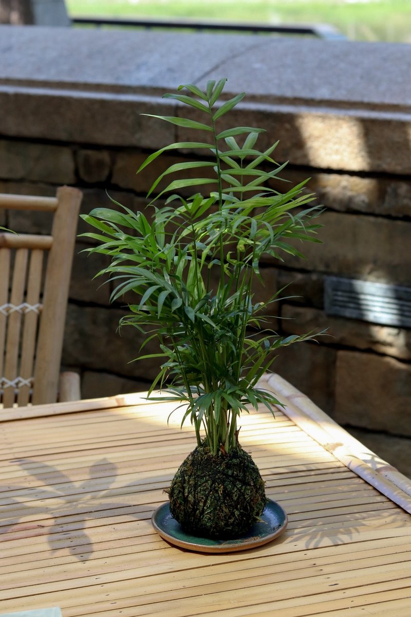 植栽苔玉 袖珍椰子 - 植栽/盆栽 - 绣线 绿色