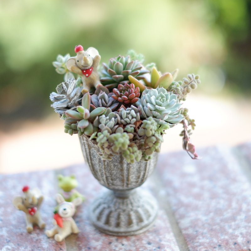 未完待续 | 三月手作花艺课程-多肉组盆教学 - 植栽 - 植物．花 