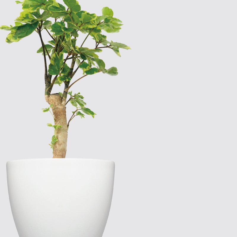 │犀力系列 │黄金福禄桐 - 送礼植物 办公室 水耕植物 自动补水 - 植栽/盆栽 - 植物．花 