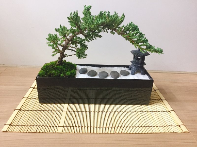 纯自然 日式禅庭盆栽 原版竹帘石灯缺货 枯山水 开幕赠礼 zen - 植栽/盆栽 - 植物．花 黑色
