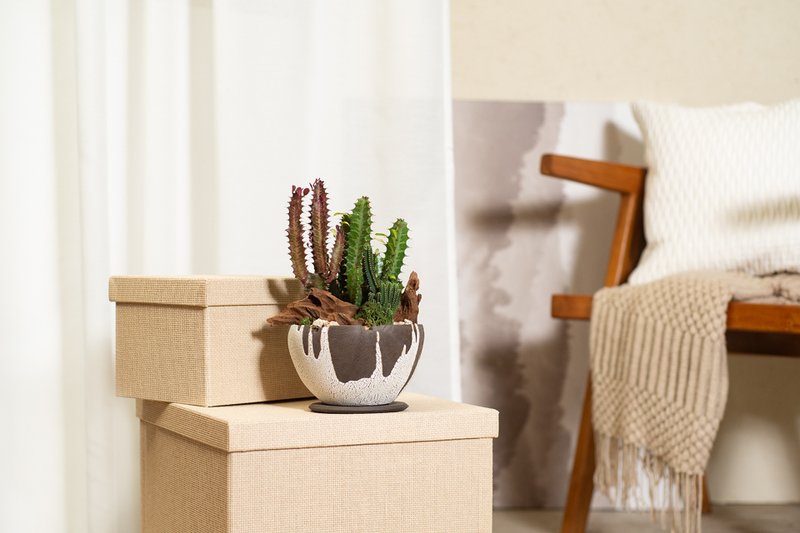 【专车配送】浪动雷鬼 - 以植为礼 / 盆栽 植物 台湾设计 有肉 - 植栽/盆栽 - 植物．花 