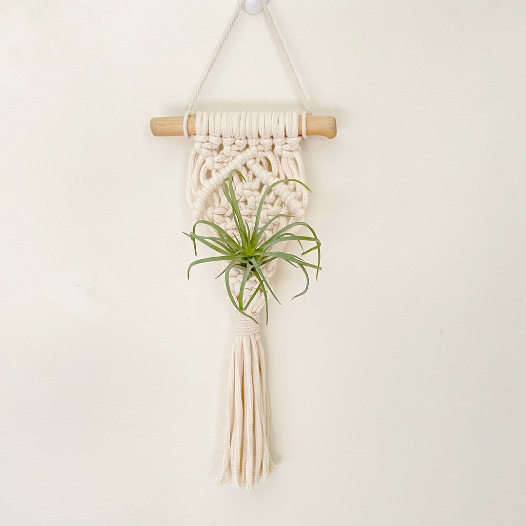 Macrame 植物 干燥  小挂篮挂饰 - 摆饰 - 棉 