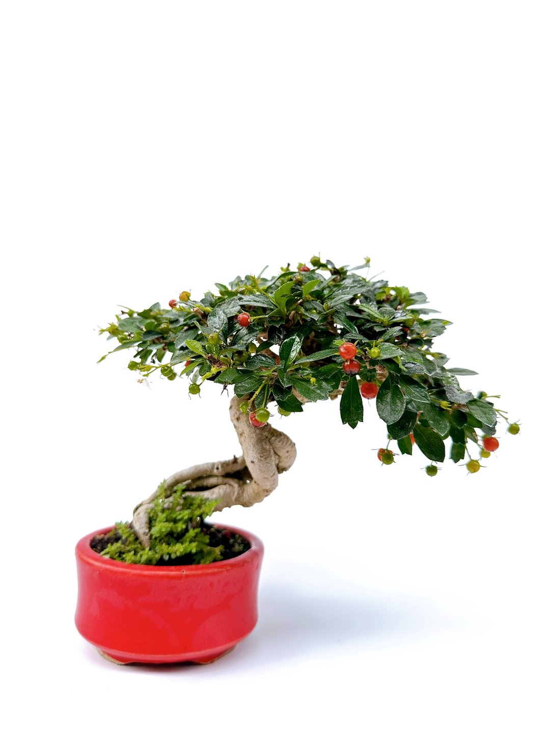 小品盆栽・福建茶 - 植栽/盆栽 - 植物．花 