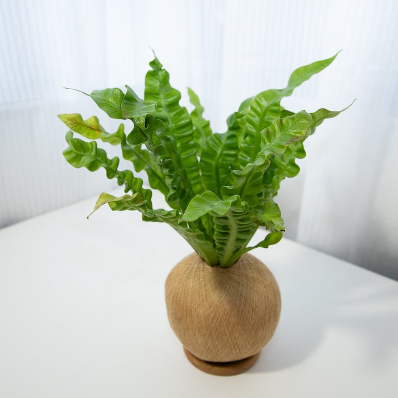 眼镜蛇山苏 手作植栽苔球 - 植栽/盆栽 - 植物．花 
