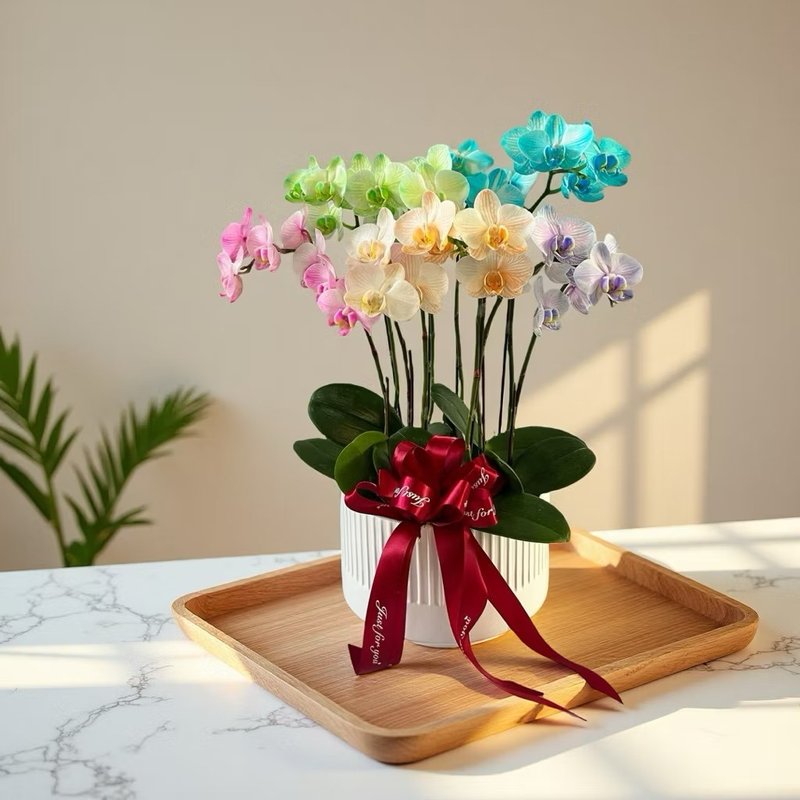 【真花】期间限定 彩色兰花盆栽 开幕新居乔迁升官送礼自家摆放 - 植栽/盆栽 - 陶 