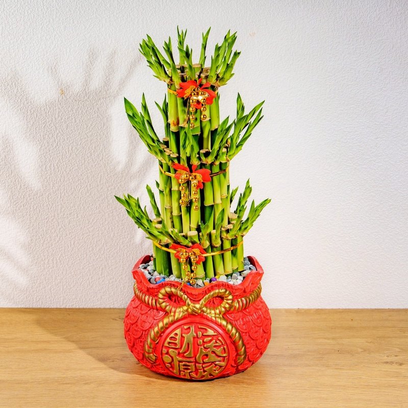 开运竹财源滚滚盆栽 开幕花盆 观叶植物 居家装饰 送礼 - 植栽/盆栽 - 植物．花 绿色