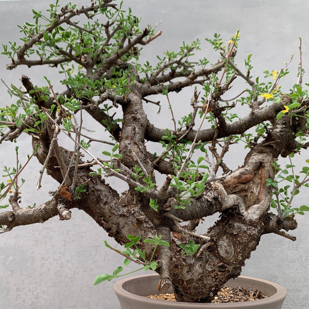 稀有没药橄榄 | 橄榄科 | 多肉 块根(一物一拍)| C. boranens - 植栽/盆栽 - 植物．花 