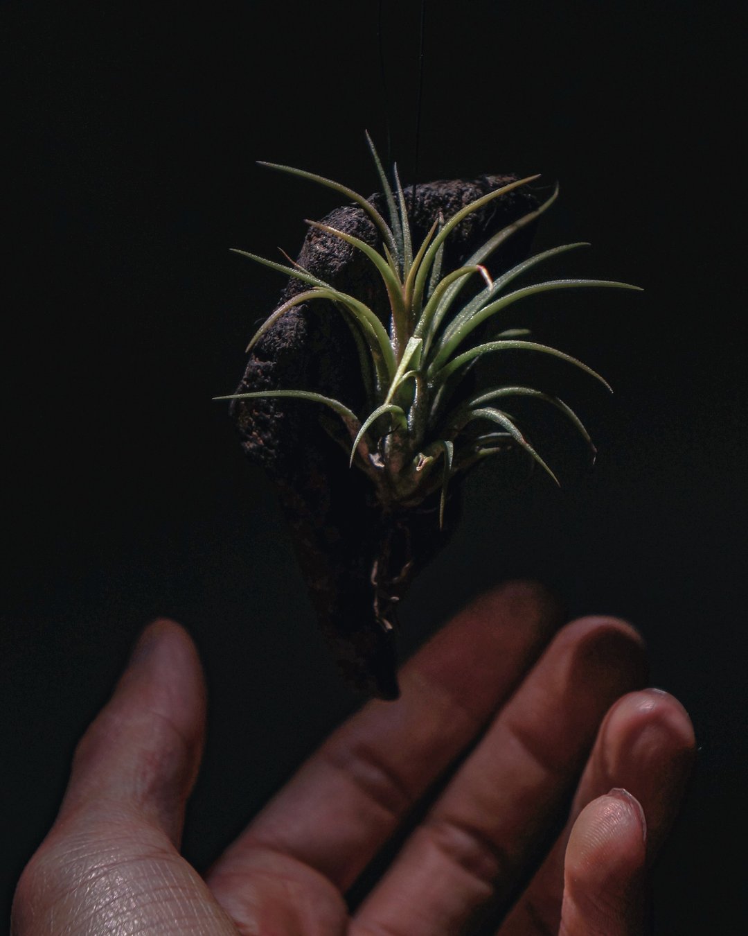 小精灵-空气草(空气凤梨)-Tillandsia Ionantha - 植栽/盆栽 - 植物．花 绿色