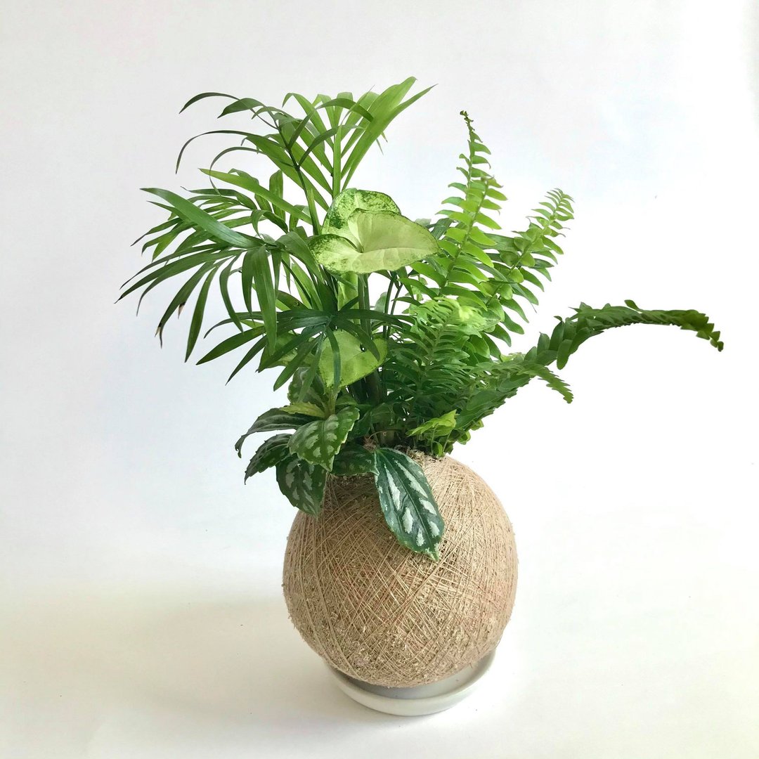 袖珍椰子 四品组合植栽苔球 - 植栽/盆栽 - 植物．花 