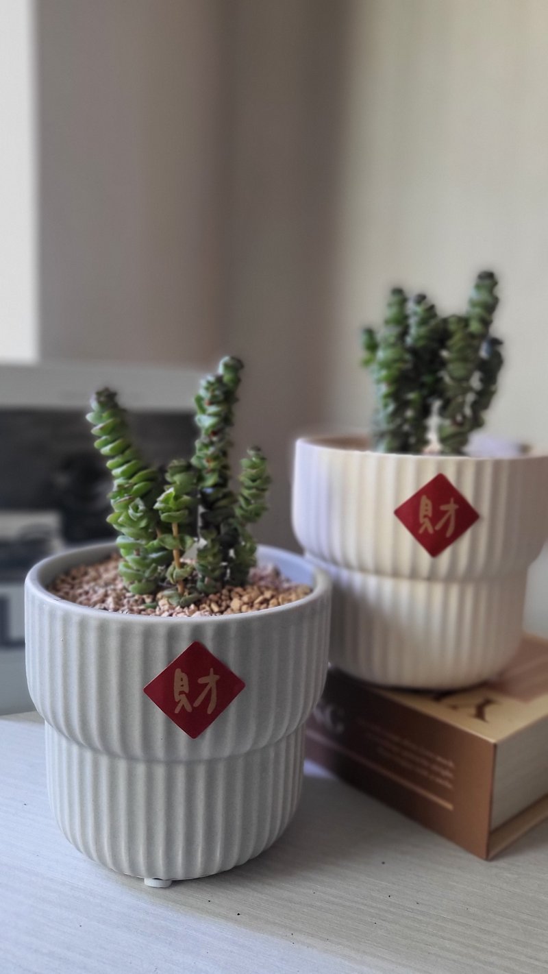 年节味多肉植栽自种组合 - 植栽 - 陶 