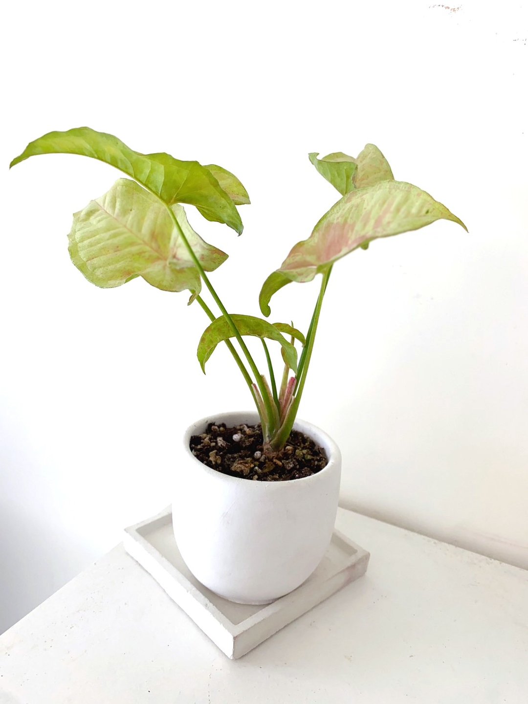 牛奶纸屑合果芋和许多热门合果芋品种一样 - 植栽/盆栽 - 其他材质 