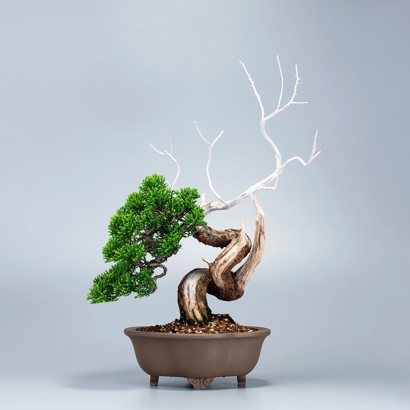 【空间摆设】系鱼川真柏 精品盆景 茶道意境 - 植栽/盆栽 - 植物．花 