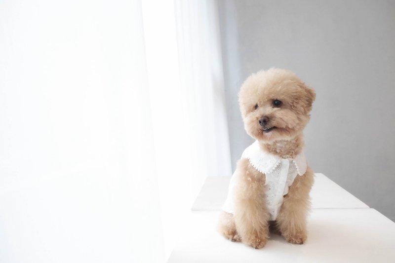 chacha.metyou 绣花球球圆领小洋装 狗狗喵喵毛小孩 - 衣/帽 - 棉．麻 白色