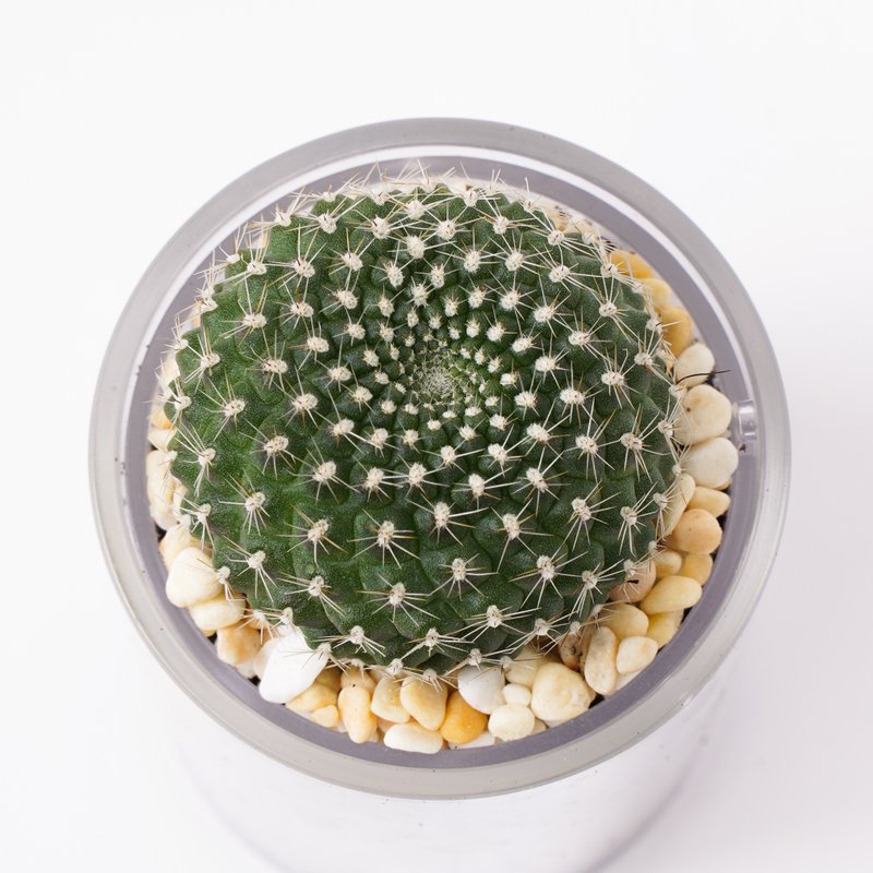【绯宝丸】多肉 植物 智慧型盆栽罐 | 莳光 - 植栽/盆栽 - 植物．花 