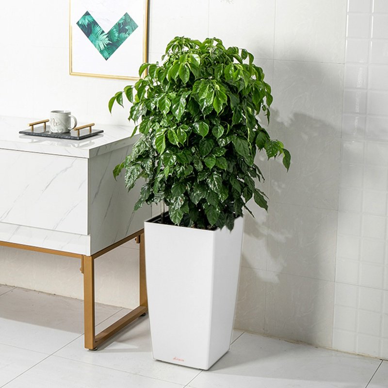 布查特方盆(30.5) - 花瓶/陶器 - 塑料 白色