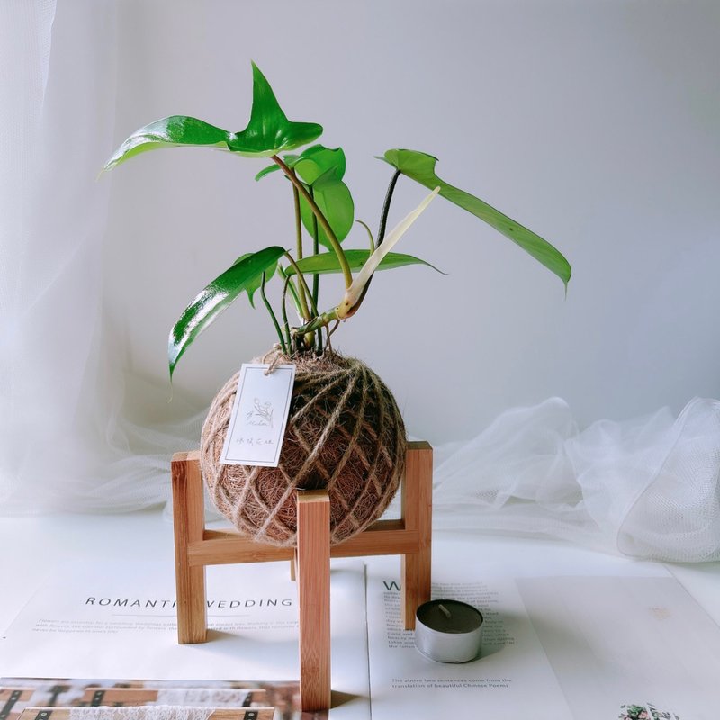 小苔球 龙爪蔓绿绒  植栽 - 植栽/盆栽 - 植物．花 