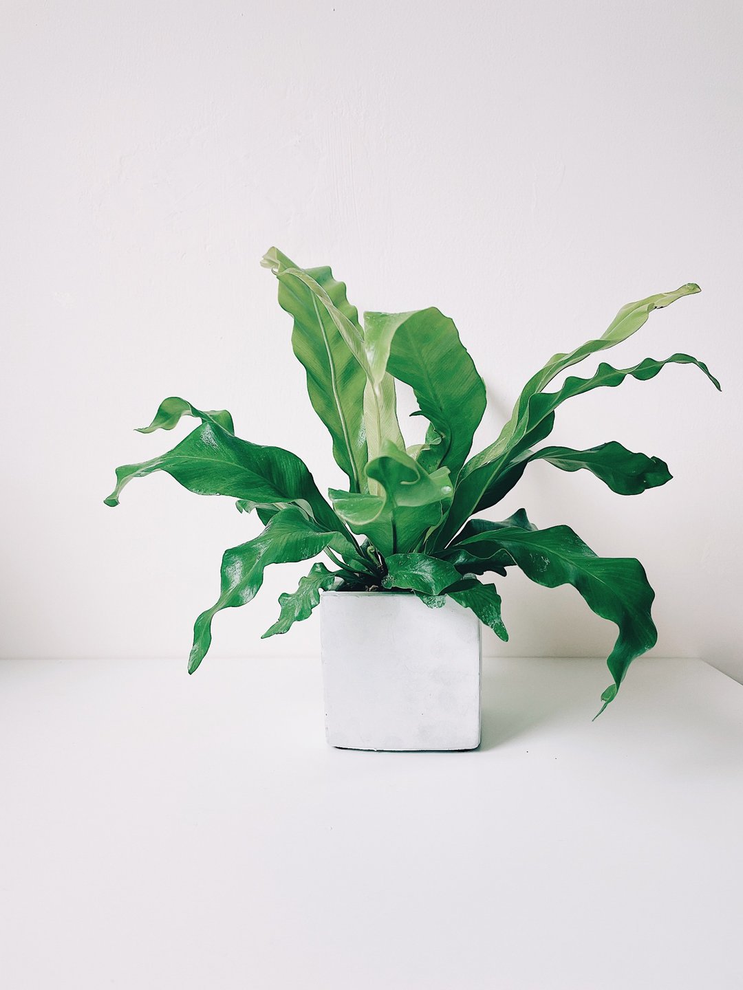 植栽房-室内盆栽.净化空气.观叶植物水泥盆栽 - 植栽/盆栽 - 水泥 绿色