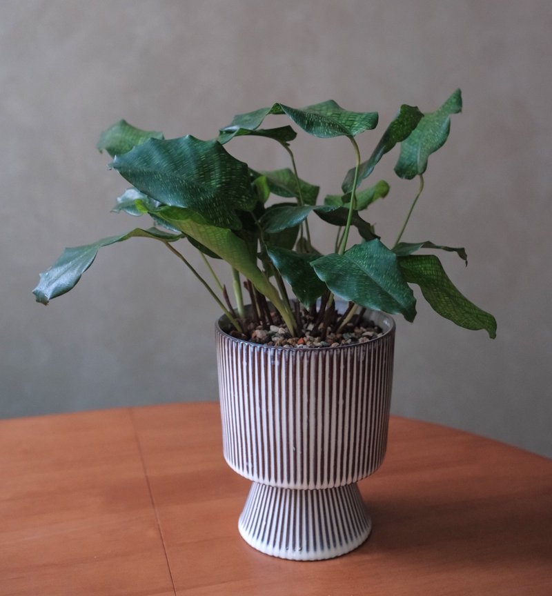 马赛克竹芋 - 植栽/盆栽 - 植物．花 