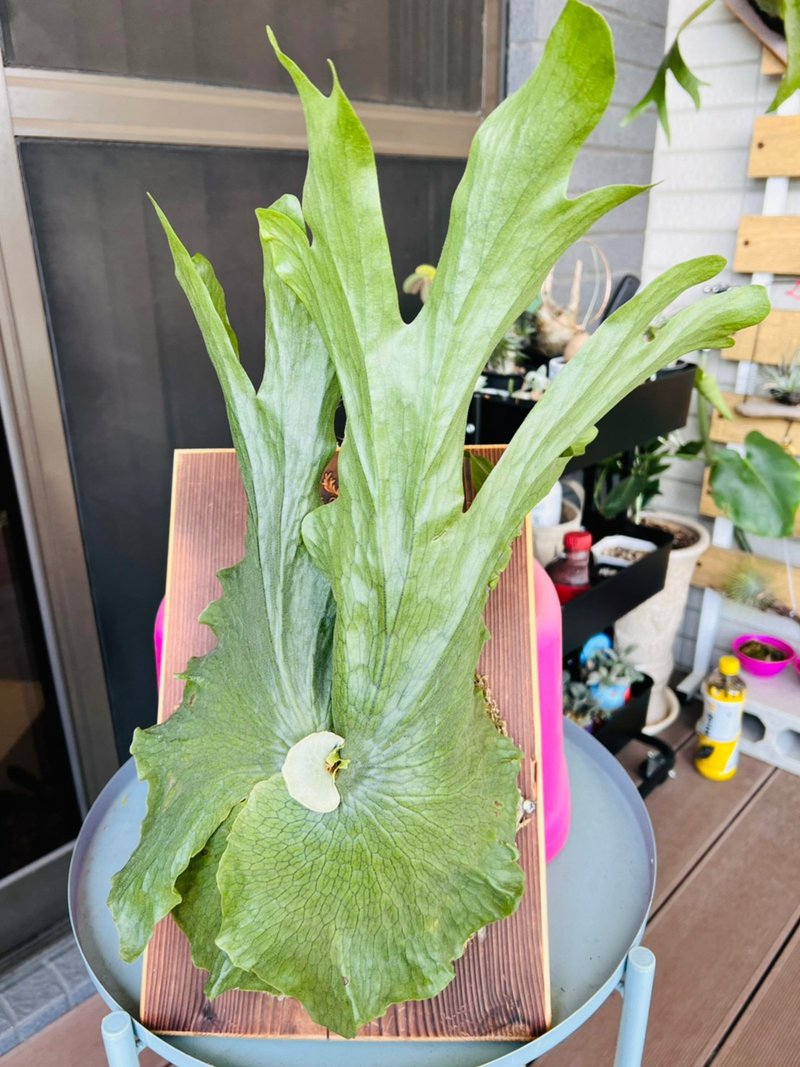 女王鹿角蕨上板 森林系壁植 毕业  新居落成 开幕志庆礼 - 墙贴/壁贴 - 木头 