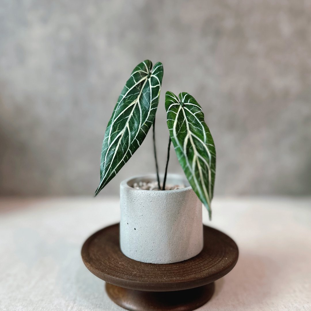 火鹤之后－手工革制小盆栽 送礼 - 植栽/盆栽 - 真皮 