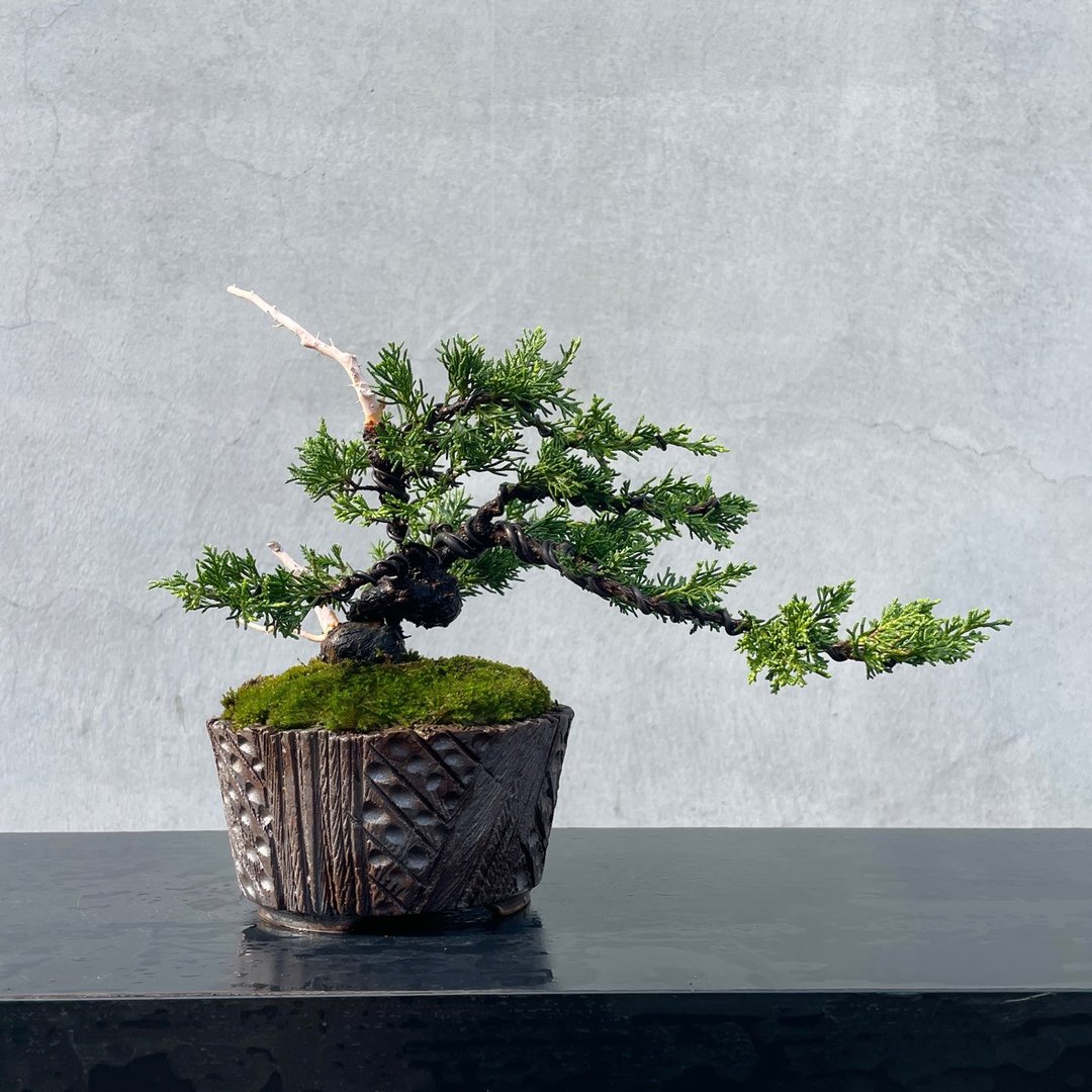 小品盆栽 - 宫阪系鱼川真柏 盆景 送礼 - 植栽/盆栽 - 植物．花 
